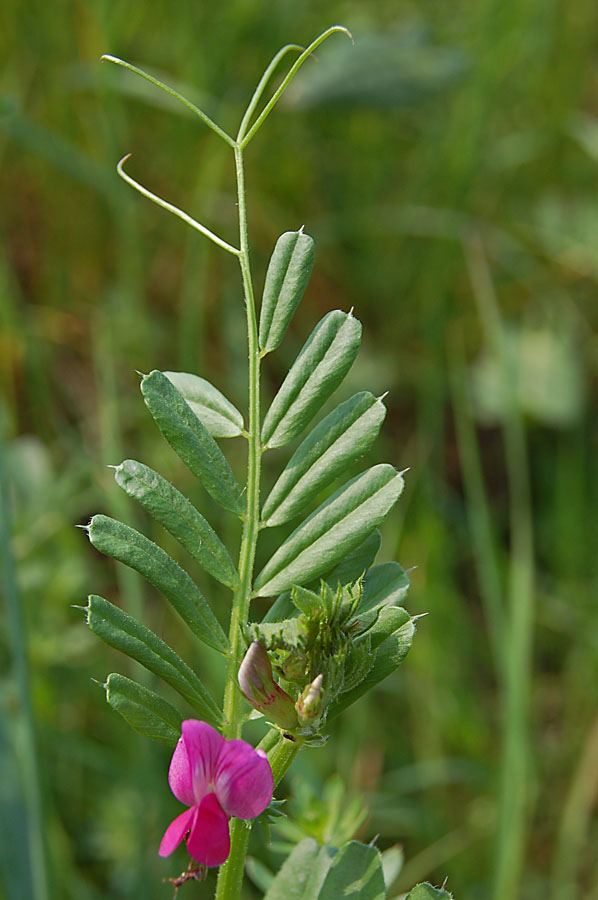 Vicia peregrina